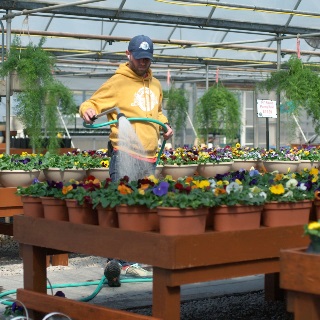 Watering greenhouse