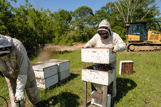 Coy's Honey Farm