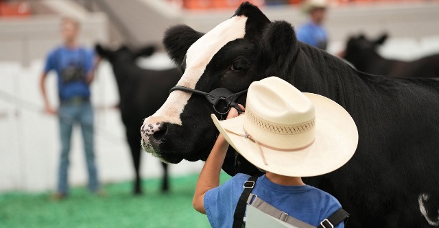 Youth showing heifer