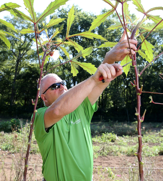 Team member trimming plant.