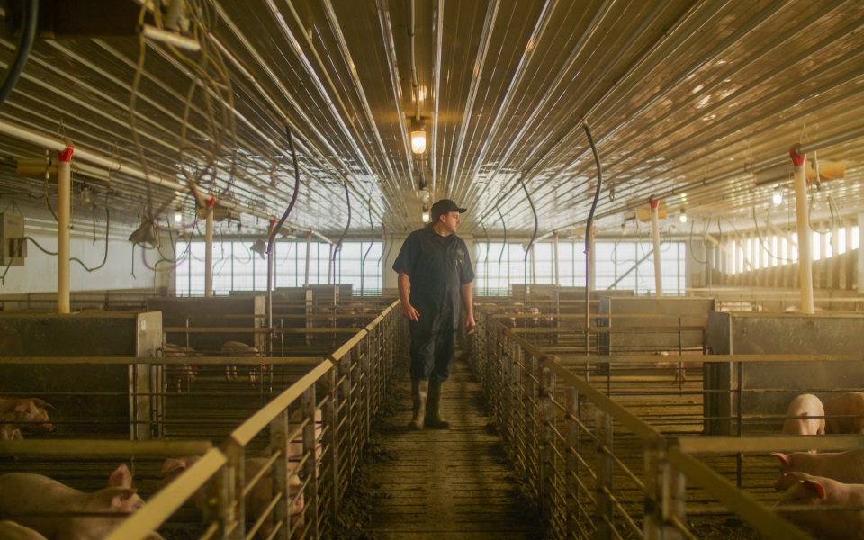 Man walking through hog house