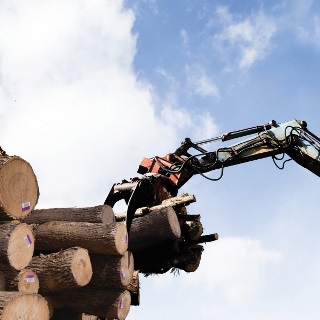 Crane grabs hardwood logs.