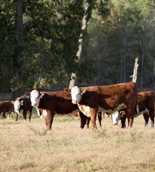 Hereford cattle insured by a Farm Credit Mid-America livestock insurance policy.