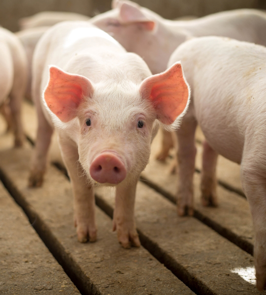 Weanling pig insured with a Farm Credit Mid-America livestock insurance policy.