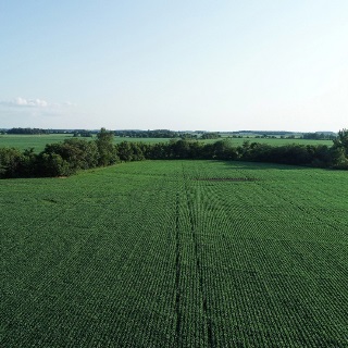 Aerial view of green corn field.